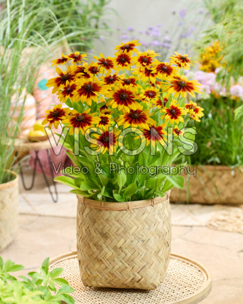 Rudbeckia MiniBeckia™ Flame® Rudbeckia MiniBeckia™ Flame®
