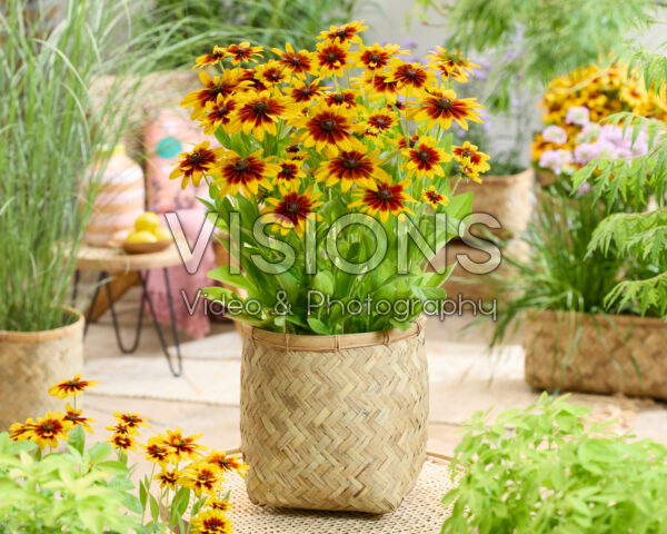 Rudbeckia MiniBeckia™ Flame® Rudbeckia MiniBeckia™ Flame®