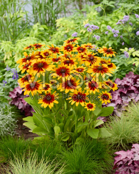 Rudbeckia MiniBeckia™ Flame®