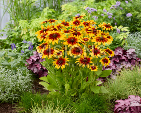 Rudbeckia MiniBeckia™ Flame®