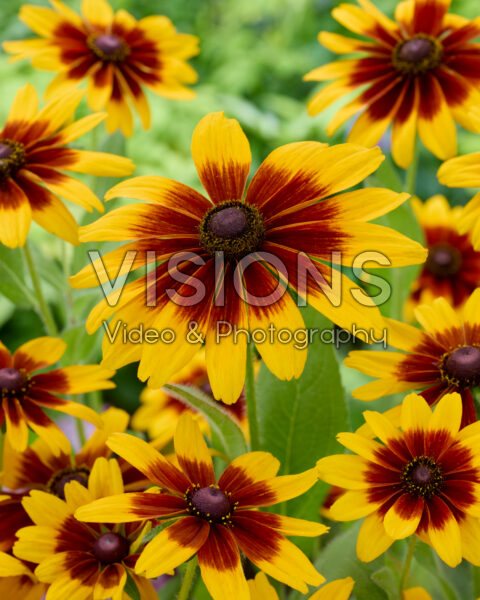 Rudbeckia MiniBeckia™ Flame® Rudbeckia MiniBeckia™ Flame®