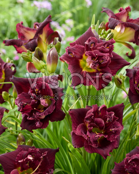 Hemerocallis Topguns Double Winemeister Hemerocallis Topguns Double Winemeister