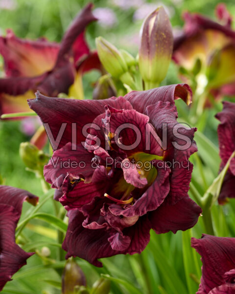 Hemerocallis Topguns Double Winemeister Hemerocallis Topguns Double Winemeister