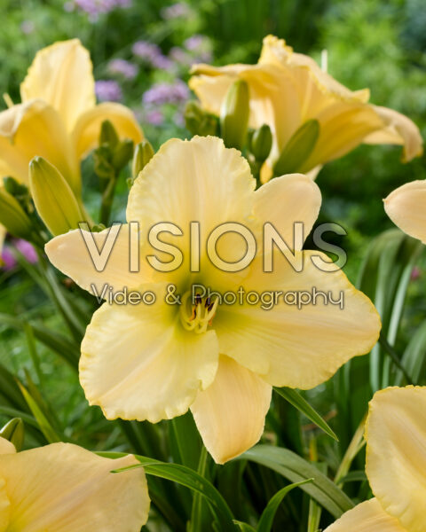 Hemerocallis Blizzard Bay Hemerocallis Blizzard Bay