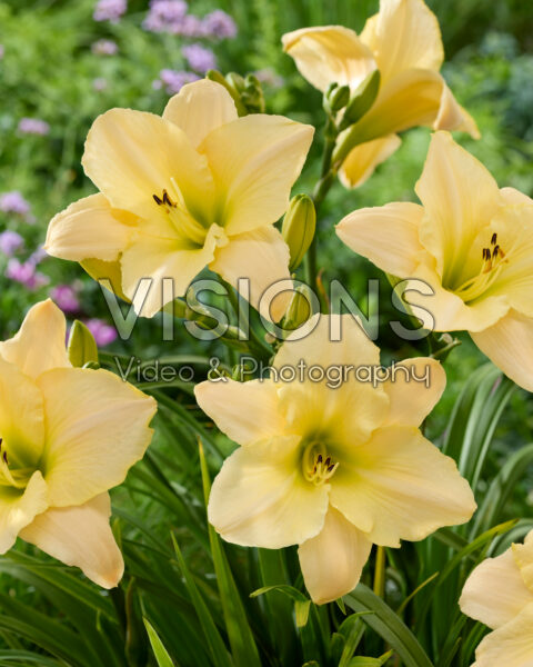 Hemerocallis Blizzard Bay