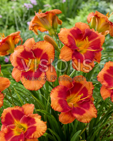 Hemerocallis Spacecoast Firestarter Hemerocallis Spacecoast Firestarter