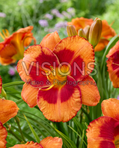 Hemerocallis Spacecoast Firestarter Hemerocallis Spacecoast Firestarter