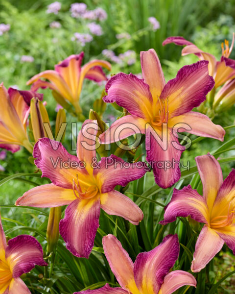 Hemerocallis Dutch Star Hemerocallis Dutch Star