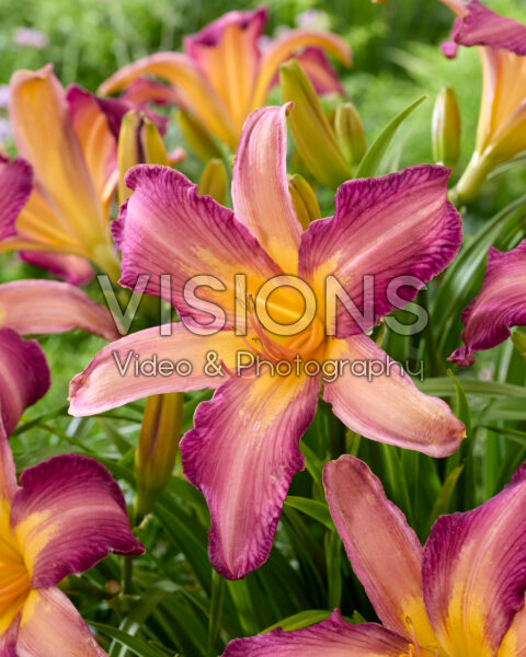 Hemerocallis Dutch Star Hemerocallis Dutch Star