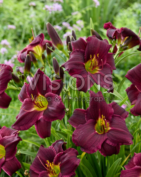Hemerocallis Grape Velvet