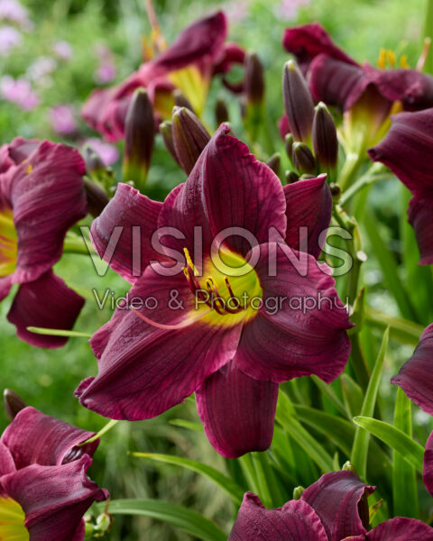 Hemerocallis Grape Velvet Hemerocallis Grape Velvet