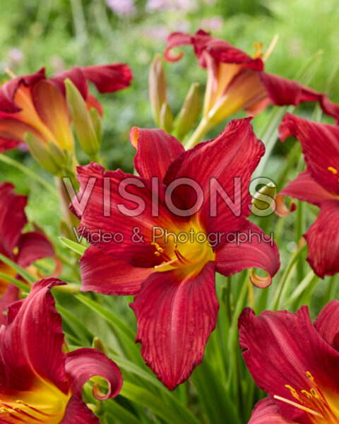 Hemerocallis Bourbon Kings Hemerocallis Bourbon Kings
