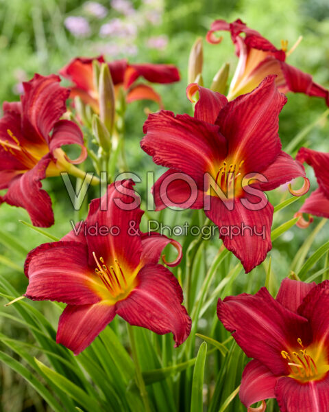Hemerocallis Bourbon Kings Hemerocallis Bourbon Kings