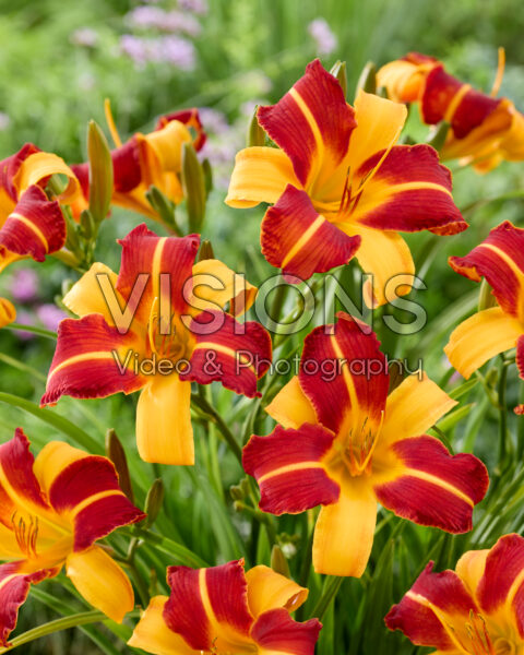 Hemerocallis Frans Hals