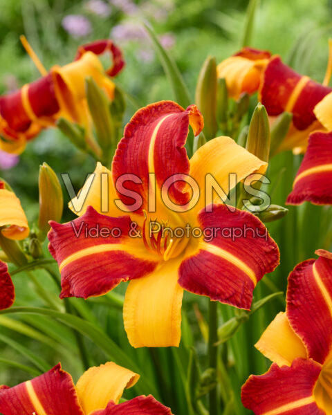 Hemerocallis Frans Hals Hemerocallis Frans Hals