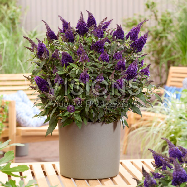 Buddleja davidii Butterfly Candy® Blackberry Buddleja davidii Butterfly Candy® Blackberry