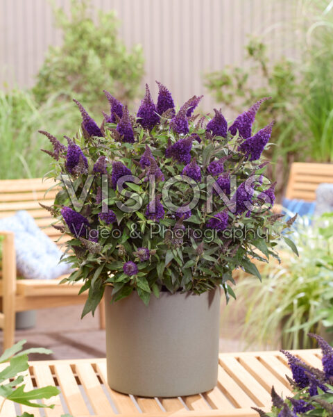 Buddleja davidii Butterfly Candy® Blackberry