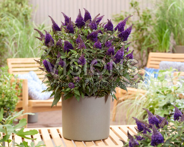 Buddleja davidii Butterfly Candy® Blackberry Buddleja davidii Butterfly Candy® Blackberry