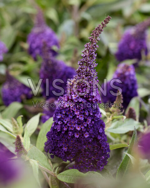 Buddleja davidii Butterfly Candy® Blackberry Buddleja davidii Butterfly Candy® Blackberry