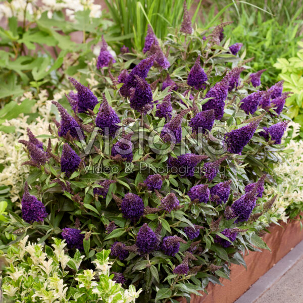Buddleja davidii Butterfly Candy® Blackberry Buddleja davidii Butterfly Candy® Blackberry