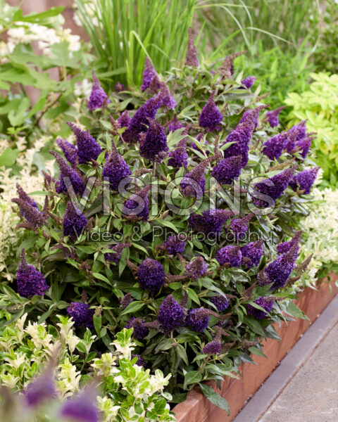 Buddleja davidii Butterfly Candy® Blackberry Buddleja davidii Butterfly Candy® Blackberry