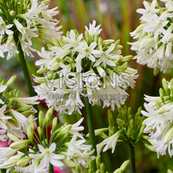 Agapanthus Emerald Ice Agapanthus Emerald Ice