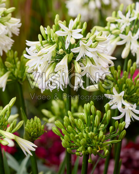 Agapanthus Emerald Ice Agapanthus Emerald Ice