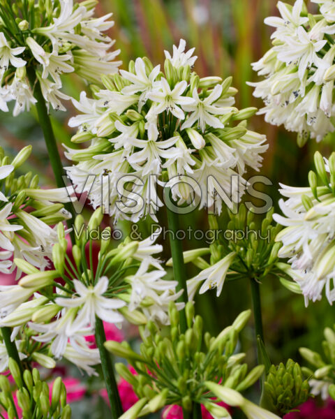 Agapanthus Emerald Ice Agapanthus Emerald Ice
