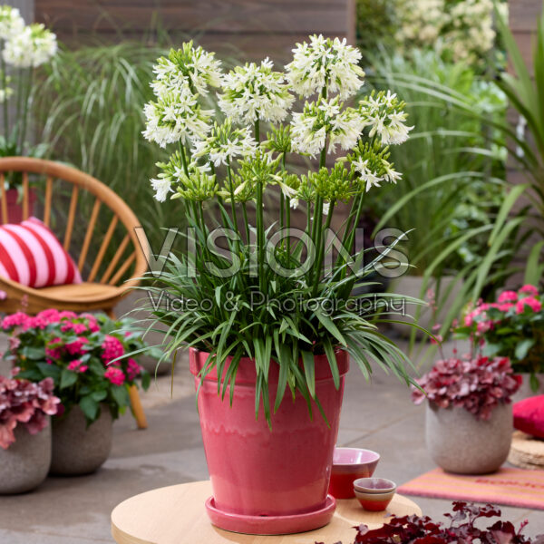 Agapanthus Emerald Ice Agapanthus Emerald Ice