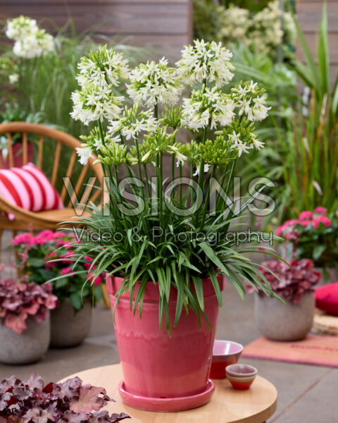 Agapanthus Emerald Ice