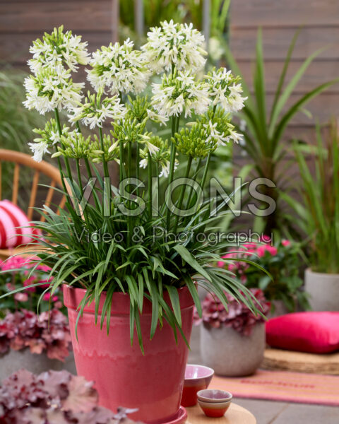 Agapanthus Emerald Ice