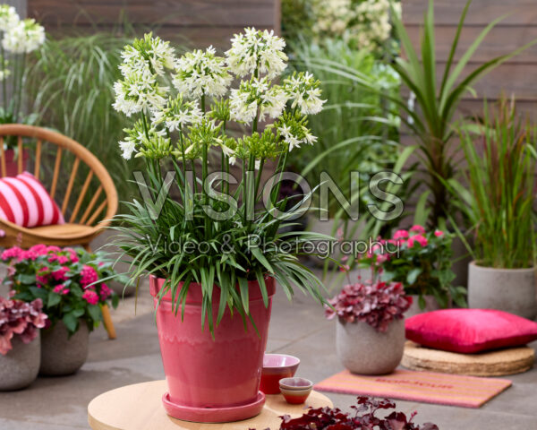 Agapanthus Emerald Ice
