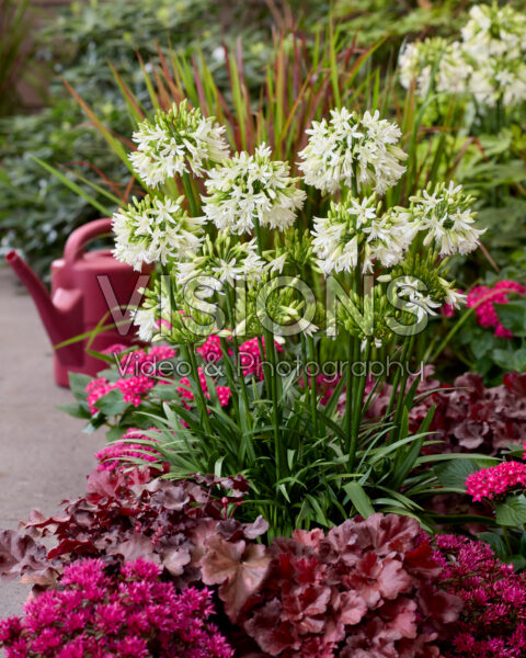 Agapanthus Emerald Ice Agapanthus Emerald Ice