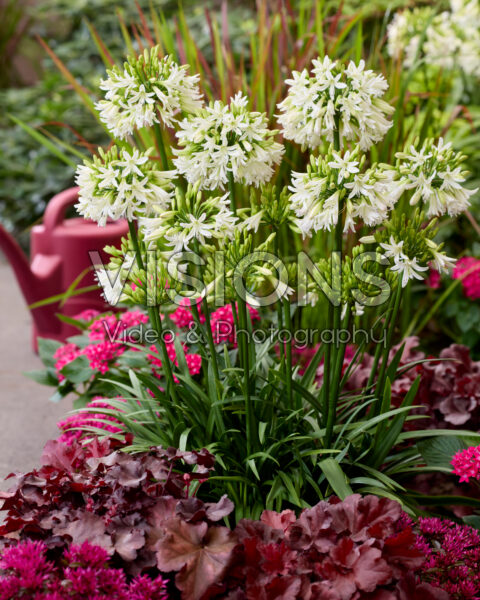 Agapanthus Emerald Ice Agapanthus Emerald Ice
