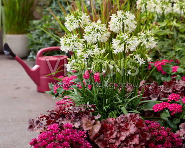Agapanthus Emerald Ice Agapanthus Emerald Ice