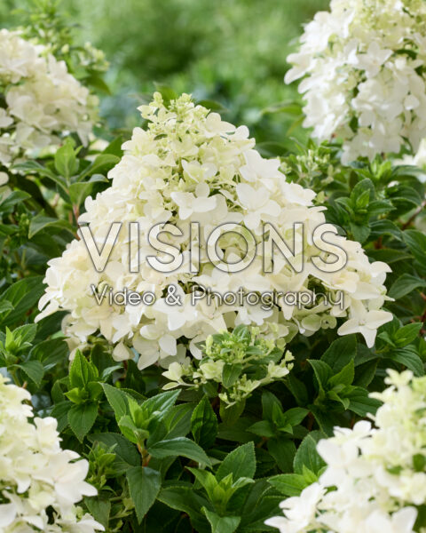 Hydrangea paniculata Groundbreaker® Ruby Hydrangea paniculata Groundbreaker® Ruby