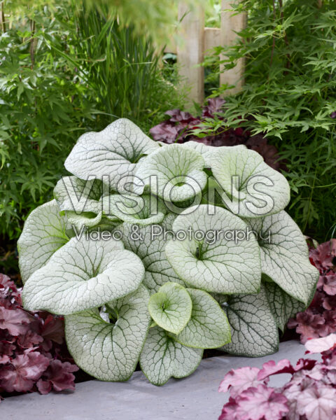 Brunnera macrophylla Brunnera macrophylla