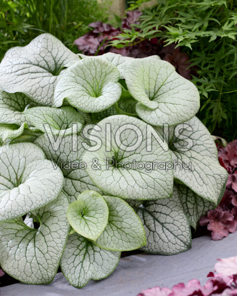Brunnera macrophylla Brunnera macrophylla