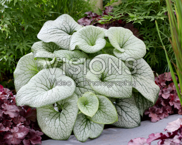 Brunnera macrophylla Brunnera macrophylla