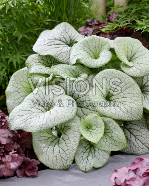 Brunnera macrophylla Brunnera macrophylla