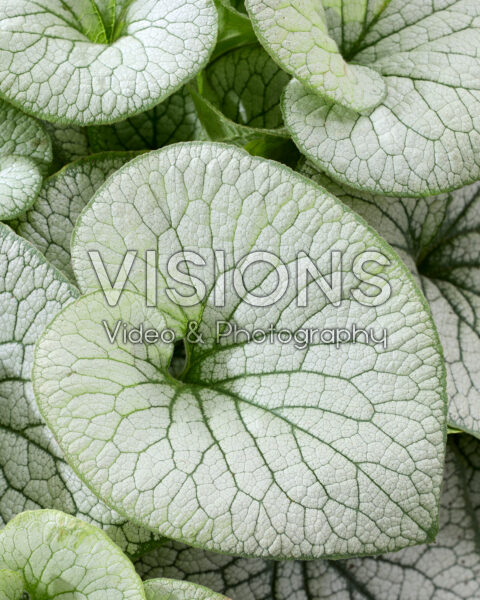 Brunnera macrophylla Brunnera macrophylla