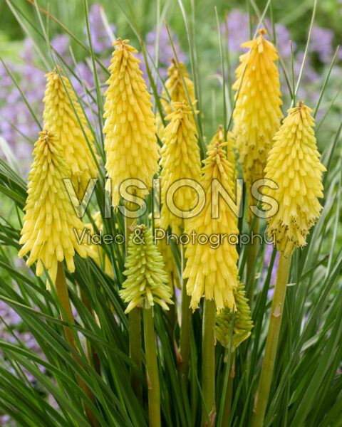 Kniphofia Poco Yellow Kniphofia Poco Yellow