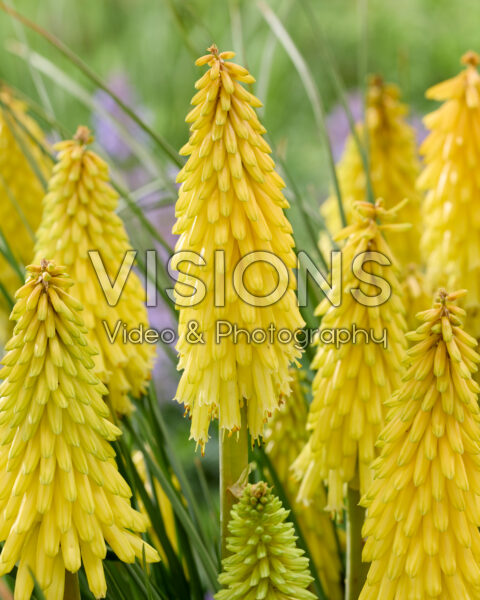 Kniphofia Poco Yellow