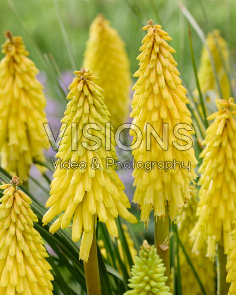Kniphofia Poco Yellow Kniphofia Poco Yellow