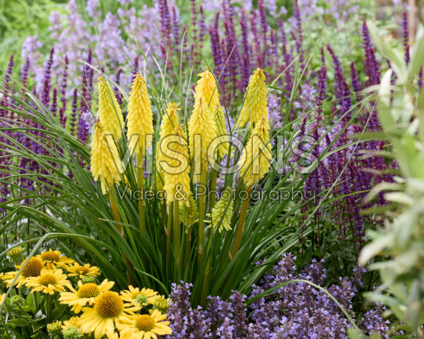 Kniphofia Poco Yellow