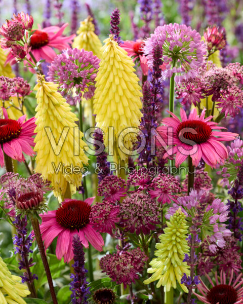 Flowering perennial mix