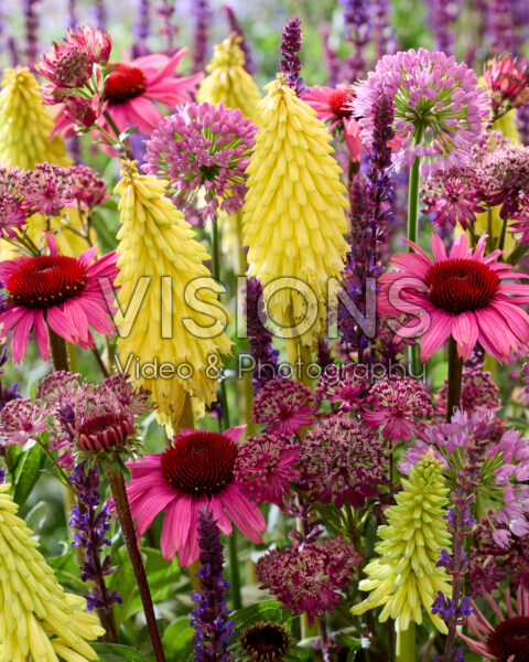 Bloeiende vaste planten mix