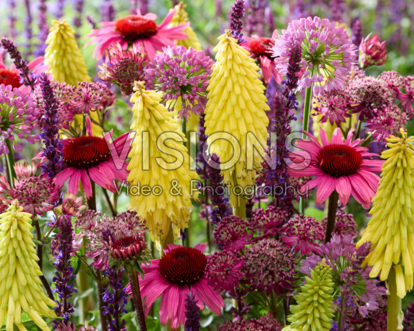 Flowering perennial mix Flowering perennial mix