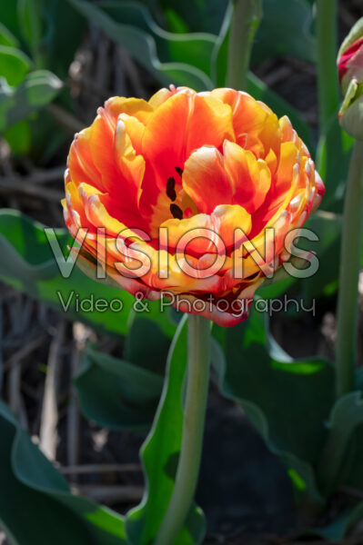 Tulipa Giant Peach Tulipa Giant Peach