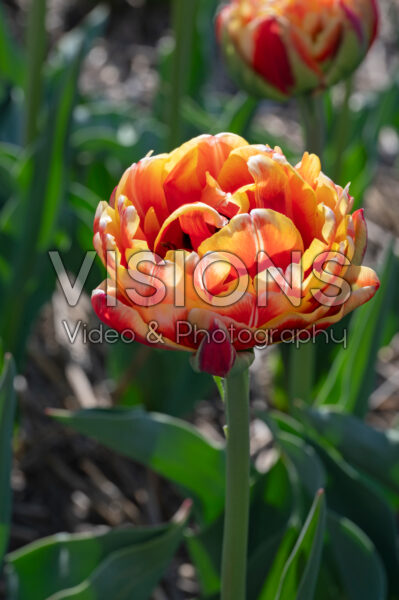 Tulipa Giant Peach Tulipa Giant Peach